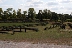 Paddocks